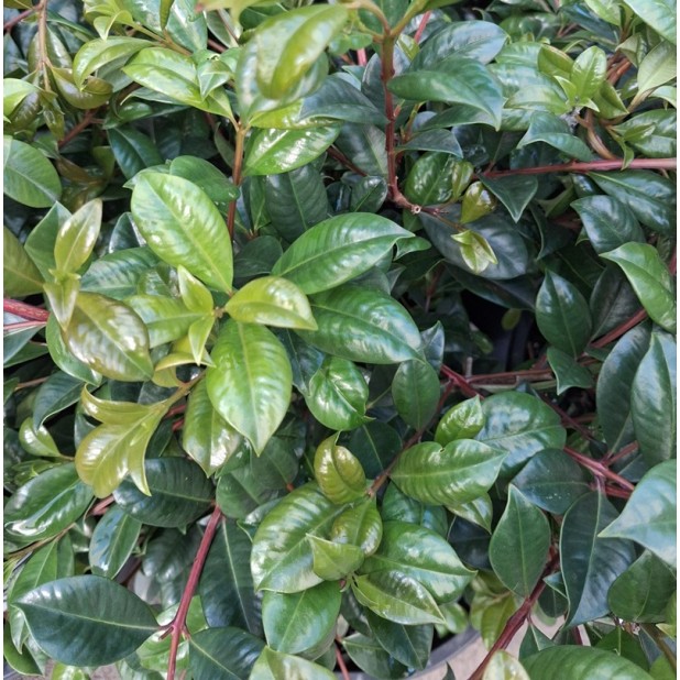 Syzygium australe 'Resilience' - Lilly Pilly