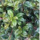 Syzygium australe 'Resilience' - Lilly Pilly