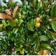 Syzygium australe 'Resilience' - Lilly Pilly