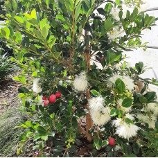 Syzygium australe 'Resilience' - Lilly Pilly