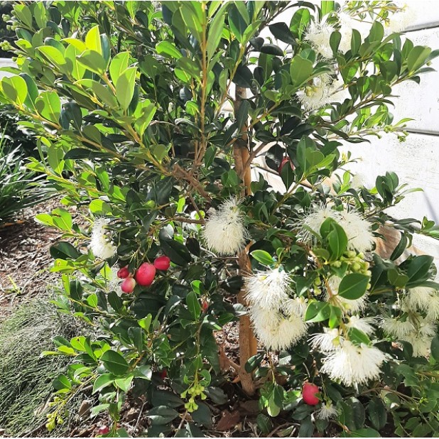 Syzygium australe 'Resilience' - Lilly Pilly