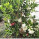 Syzygium australe 'Resilience' - Lilly Pilly