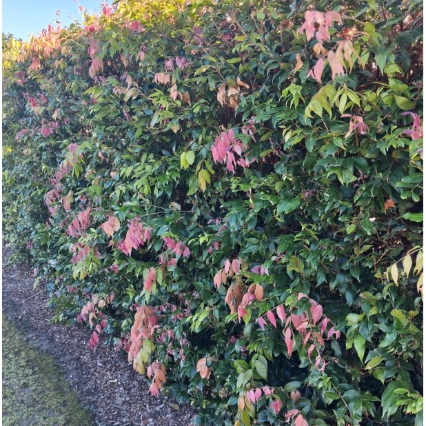 Syzygium Cascade - Cascading Lilly Pilly