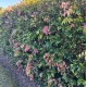 Syzygium Cascade - Cascading Lilly Pilly