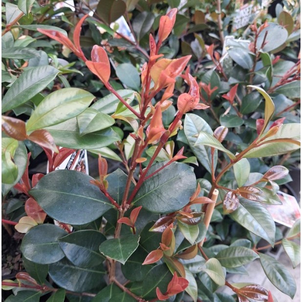 Syzygium australe Lilly Pillys  -  'Aussie Boomer', 'Aussie Southern', 'Hinterland Gold', 'Baby Boomer', 'Big Red', 'Bush Christmas', 'Elite', 'Superior', 'Winter lights', 'Plum Magic'