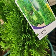 Thuja occidentalis smaragd - Conifer