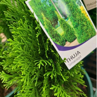 Thuja smaragd conifer