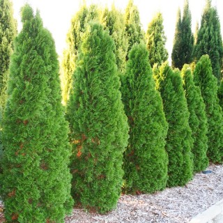 thuja pflanzen wie tief Lebensbaum Thuja occidentalis Smaragd 180-200 cm Höhe Ballenware