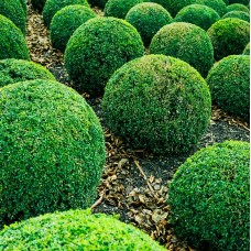 Topiary, Cones, Balls, Spirals - Specialty Designer Shaped Trees