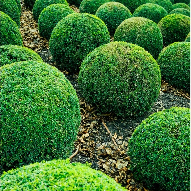 Topiary, Cones, Balls, Spirals - Specialty Designer Shaped Trees
