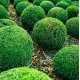Topiary, Cones, Balls, Spirals - Specialty Designer Shaped Trees