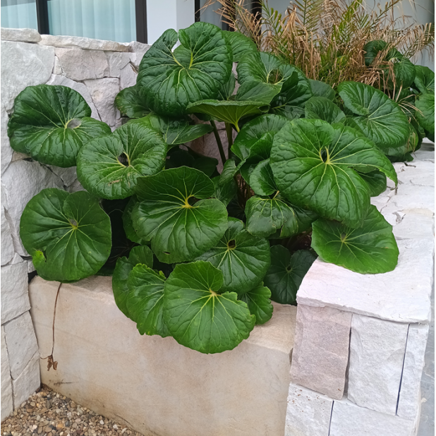 Ligularia dentata reniformis - Designer Verde - Tractor Seat Plant
