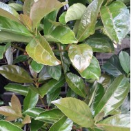 Viburnum odoratissimum 'Emerald Lustre'