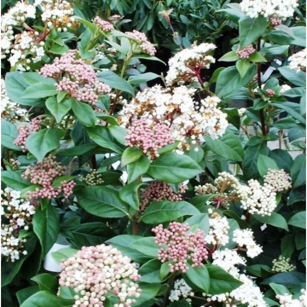 Viburnum tinus - Laurustinus Viburnum tinus - Laurustinus