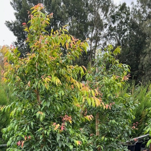 Waterhousea floribunda - Weeping Lilly Pilly