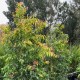 Waterhousea floribunda - Weeping Lilly Pilly