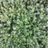 Westringia fruticosa - Coastal Rosemary + other varieties - Jervis Jem, Naringa, Zena, Aussie Box, Grey Box, Blue Gem, Low Horizon, Smokey, Mundi