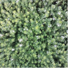 Westringia fruticosa - Coastal Rosemary + other varieties - Jervis Jem, Naringa, Zena, Aussie Box, Grey Box, Blue Gem, Low Horizon, Smokey, Mundi