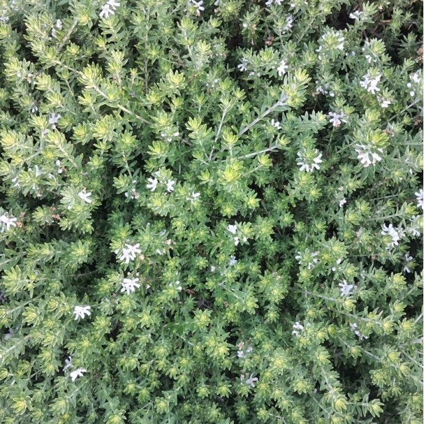 Westringia fruticosa - Coastal Rosemary + other varieties - Jervis Jem, Naringa, Zena, Aussie Box, Grey Box, Blue Gem, Low Horizon, Smokey, Mundi
