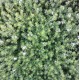 Westringia fruticosa - Coastal Rosemary + other varieties - Jervis Jem, Naringa, Zena, Aussie Box, Grey Box, Blue Gem, Low Horizon, Smokey, Mundi