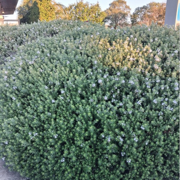 Westringia fruticosa - Coastal Rosemary + other varieties - Jervis Jem, Naringa, Zena, Aussie Box, Grey Box, Blue Gem, Low Horizon, Smokey, Mundi