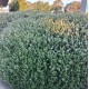 Westringia fruticosa - Coastal Rosemary + other varieties - Jervis Jem, Naringa, Zena, Aussie Box, Grey Box, Blue Gem, Low Horizon, Smokey, Mundi