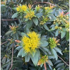 Xanthostemon chrysanthus - Golden Penda