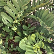 Zamia furfuracea - Cardboard Palm, Cardboard Cycad