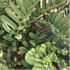 Zamia furfuracea - Cardboard Palm, Cardboard Cycad
