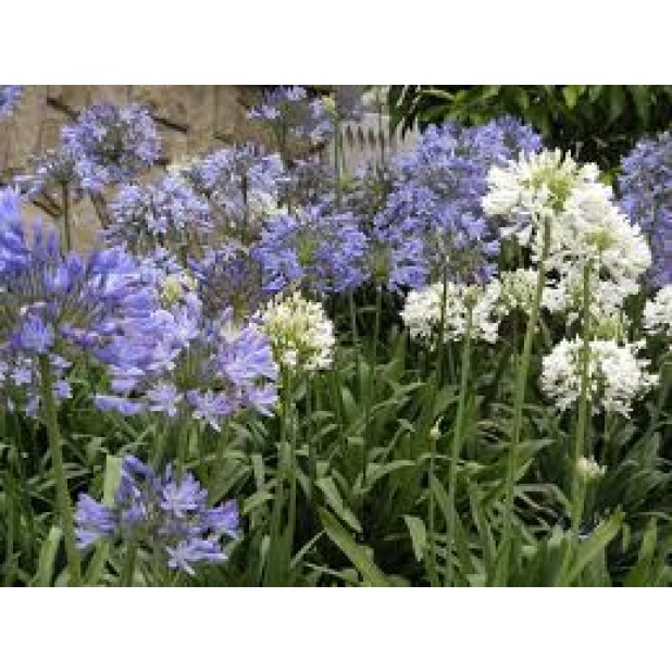 Agapanthus Orientalis (Blue & White) - African Lily