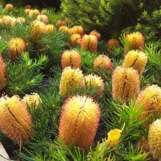 Banksia spinulosa 'Birthday Candles' - Dwarf hairpin 