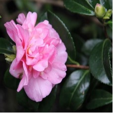 Camellia sasanqua 'Jennifer Susan' - Camellia