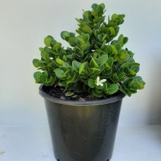 Carissa Desert Star - Natal Plum