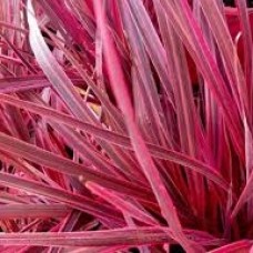 Cordyline australis 'Electric Pink'
