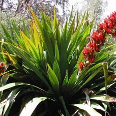 Doryanthes palmeri - Spear Lilies