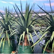 Dracaena Draco - Dragon Tree