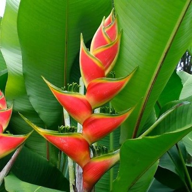 Heliconia - Lobster Claw