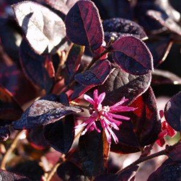 Loropetalum chinense 'China Pink' - Pink Fringe Flower