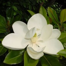Magnolia grandiflora 'Exmouth' - Bull Bay Magnolia