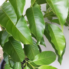 Michelia x Alba - White Chambaca, White Sandalwood