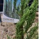 Cupressus sempervirens 'Nitschkes Needles' - Pencil Pine Conifer
