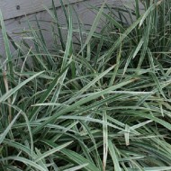 Ophiopogon intermedians 'Stripey White'