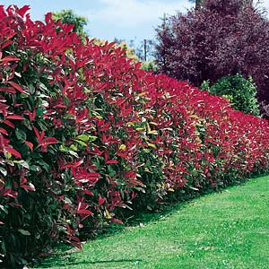 Photinia fraseri 'Robusta' - Photinia