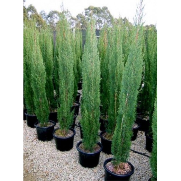 Juniperus Skyrocket - Pencil Pine