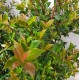 Syzygium australe 'Select' - Lilly Pilly