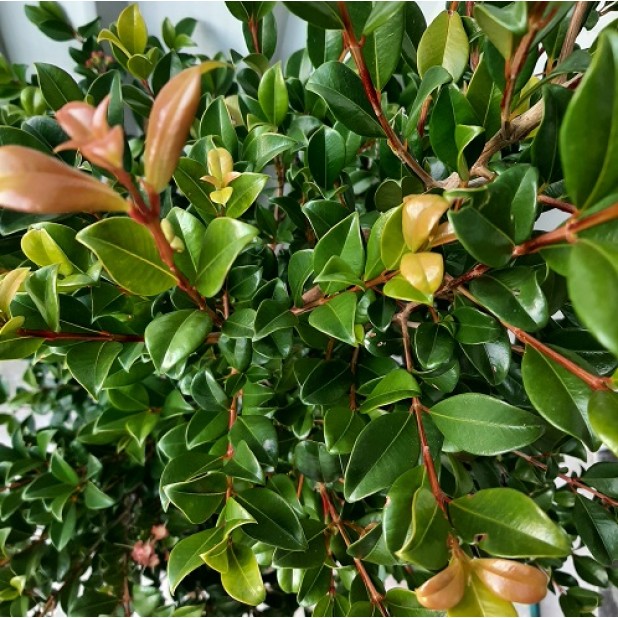 Syzygium australe 'Resilience' - Lilly Pilly