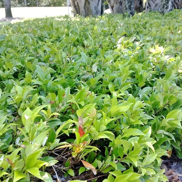 Trachelospermum 'Tricolor' - Tricolor