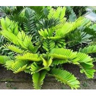 Zamia furfuracea - Cardboard Palm, Cardboard Cycad