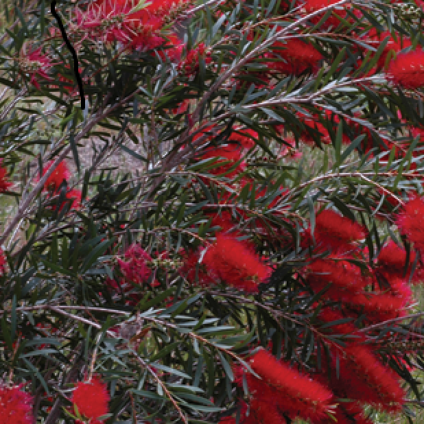 Callistemon varieties - Kings Park Special, Better John™, Endeavour, White Anzac, Pink Champagne, Great Balls of Fire, Captain Cook, Dawson River Weeper, Hannah Ray, Little John, Slim ™