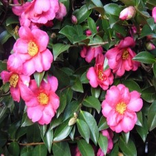 Camellia sasanqua 'Hiryu' - Camelia